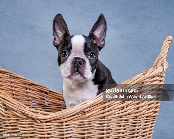 boston terrier puppy,portrait of boston terrier in basket,united kingdom,uk - boston terrier stock pictures, royalty-free photos & images