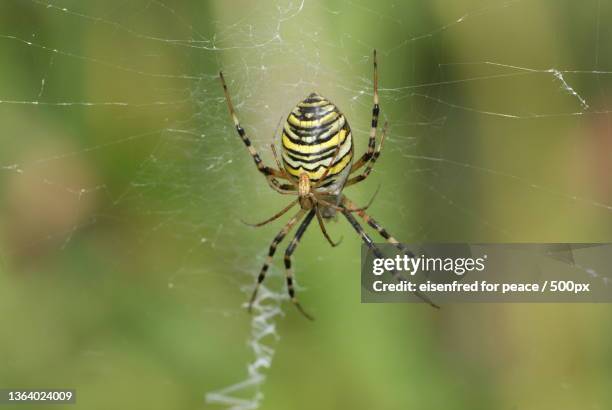 close-up of spider on web,brandenburg,germany - getingspindel bildbanksfoton och bilder