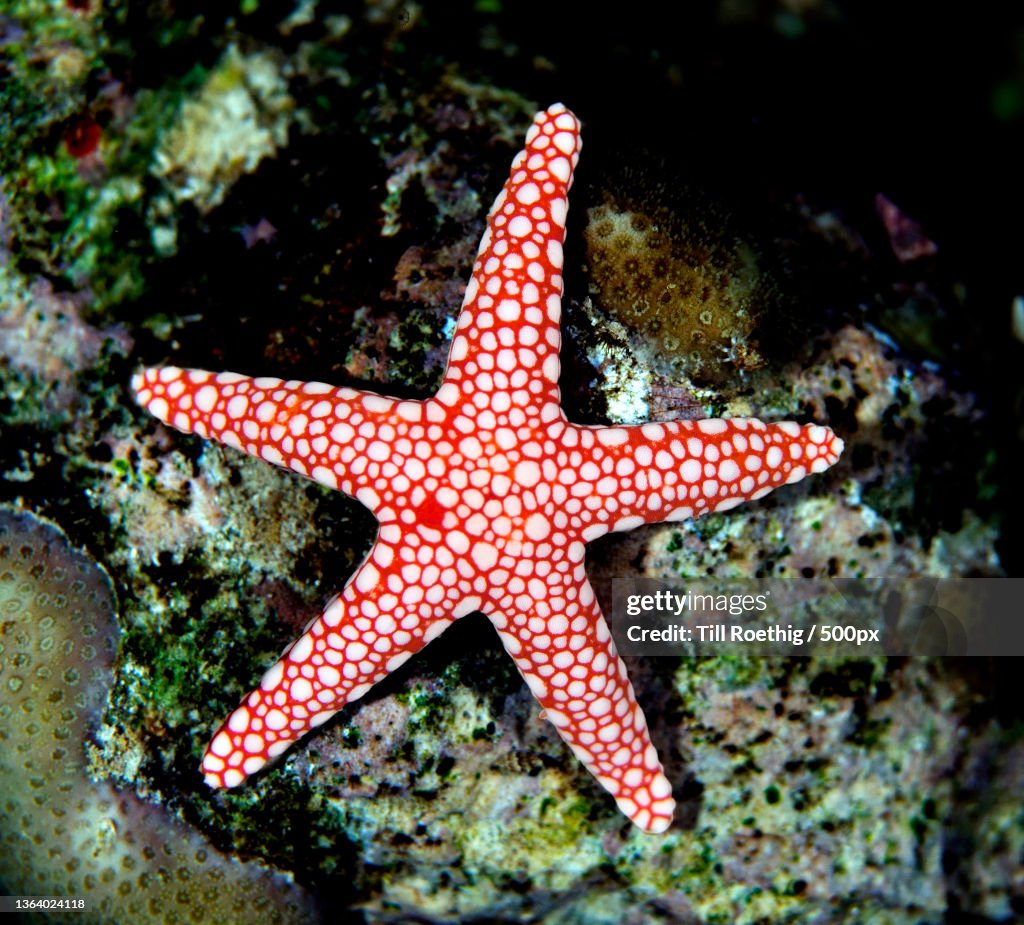 Be a star,A starfish on coral reef,Jeddah,Saudi Arabia