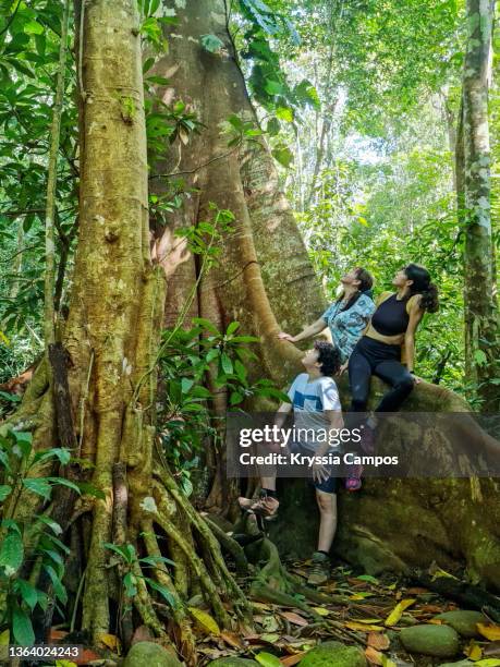 family sitting on big root of tree at rainforest and admiring its hugeness - puntarenas stockfoto's en -beelden