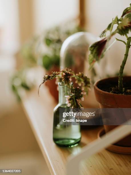 coleus scutellarioides plant cuttling cutting in vase - coleus stock pictures, royalty-free photos & images