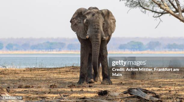 elephant bull in front of zambezi river - zambezi river stockfoto's en -beelden