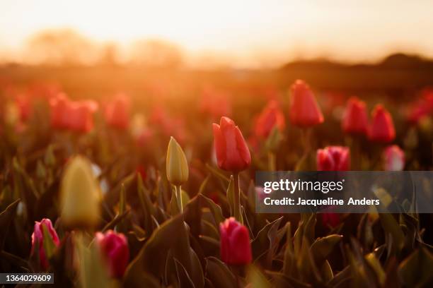 blooming tulips on a field at beautiful sunset - blumenstrauß tulpen stock-fotos und bilder