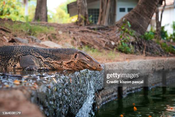 water monitor lizard in lumphini park in bangkok - lumpini park stockfoto's en -beelden