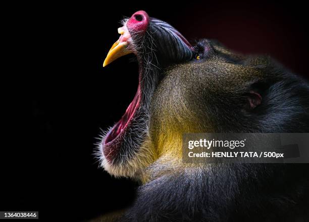 mandrill,close-up of bird against black background - mandrill stockfoto's en -beelden