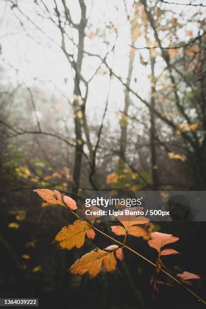 fall winter,close-up of autumnal leaves against blurred background,lisbon,portugal - outono ストックフォトと画像