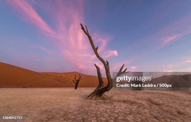 scenic view of desert against sky,namibia - dead plant stock pictures, royalty-free photos & images