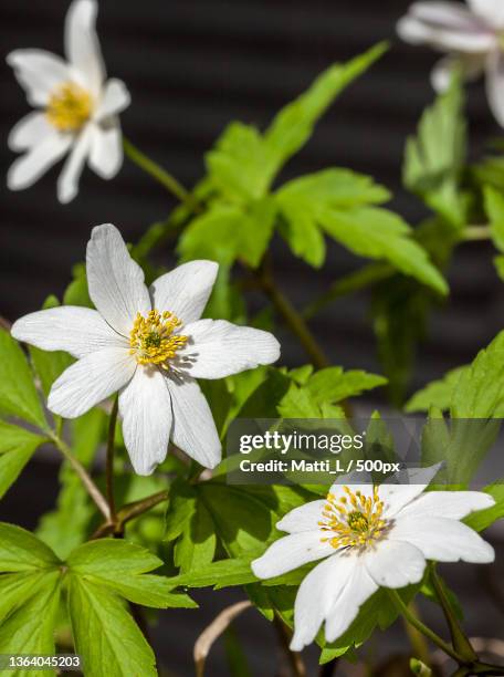 wood anemones,close-up of white flowering plant,kotka,finland - spring finland stock pictures, royalty-free photos & images