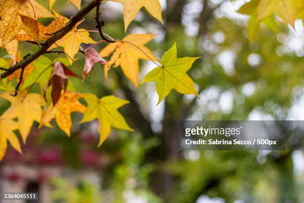 profondit autunnali,close-up of maple leaves on tree,strassoldo,province of udine,italy - friuli foto e immagini stock