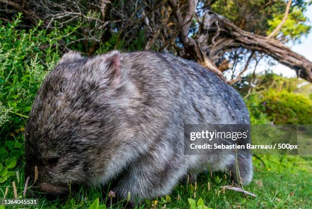 wombat,close-up of pig on grassy field - wombat fotografías e imágenes de stock