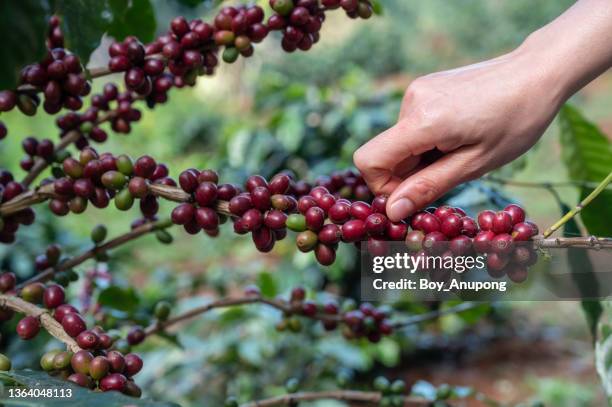 hand of farmer trying to picking coffee cherries seed in coffee plantation. - tropical deciduous forest photos et images de collection