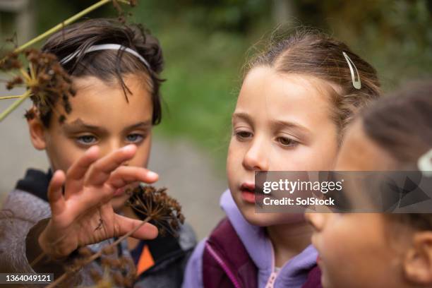 discovering autumn plants - triplet girls stock pictures, royalty-free photos & images