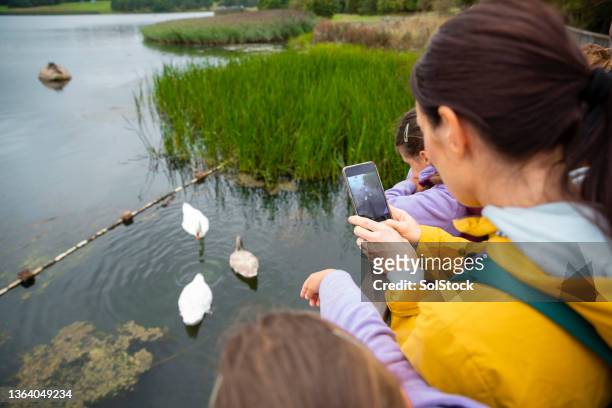visiting the swans - photographing wildlife stock pictures, royalty-free photos & images