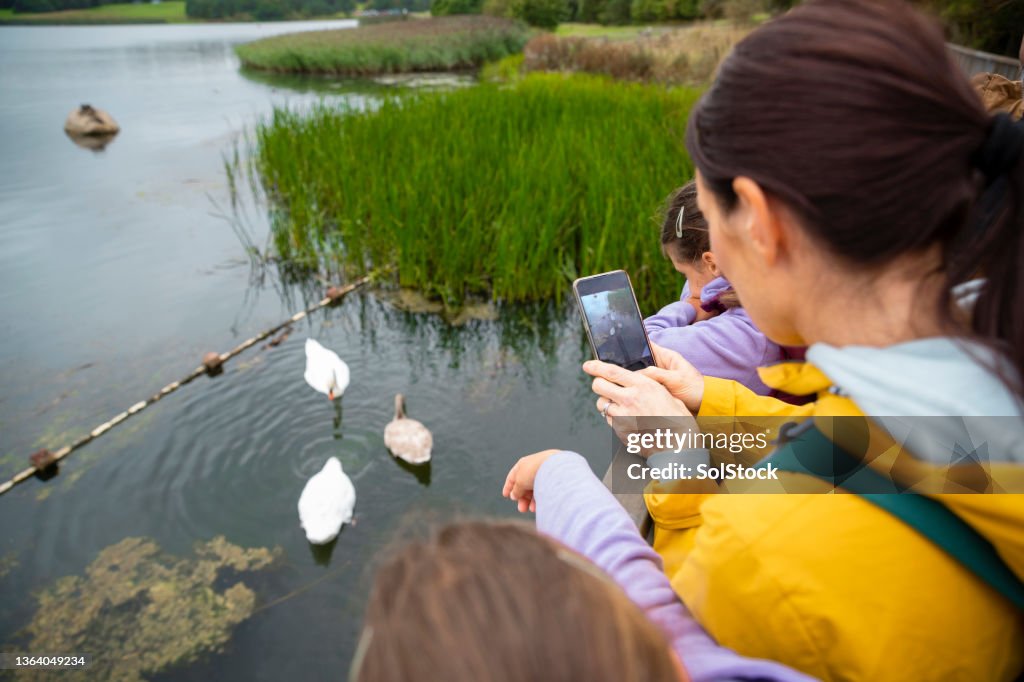 Visiting the Swans