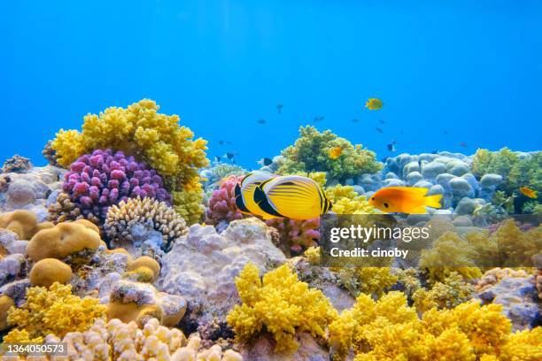 vida marina en un hermoso arrecife de coral con pez mariposa de cola negra (chaetodon austriacus) en el mar rojo - marsa alam - egipto - the reef fotografías e imágenes de stock