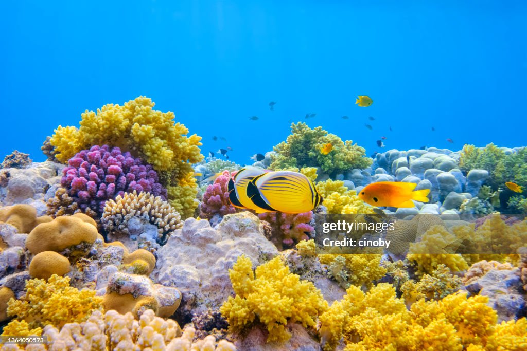 Sea life on beautiful coral reef with Blacktail Butterflyfish (Chaetodon austriacus) on Red Sea - Marsa Alam - Egypt