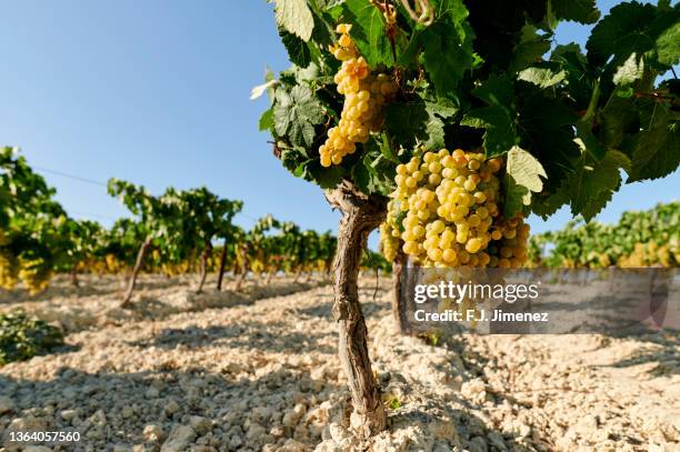 vineyard landscape with grapes on the vine - jerez de la frontera stock pictures, royalty-free photos & images