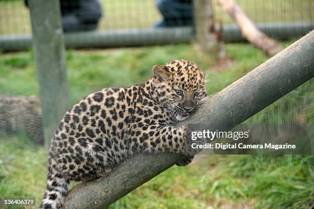 Young Amur leopard cub playing at the Wildlife Heritage Foundation, near Ashford, Kent on December 23, 2008.
