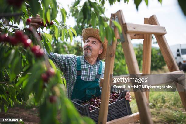 picking fresh homegrown cherries from the tree. - cherry tree stockfoto's en -beelden