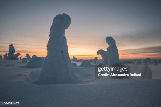 trees covered with snow during sunset, riisitunturi national park, posio, lapland, finland - isskulptur bildbanksfoton och bilder