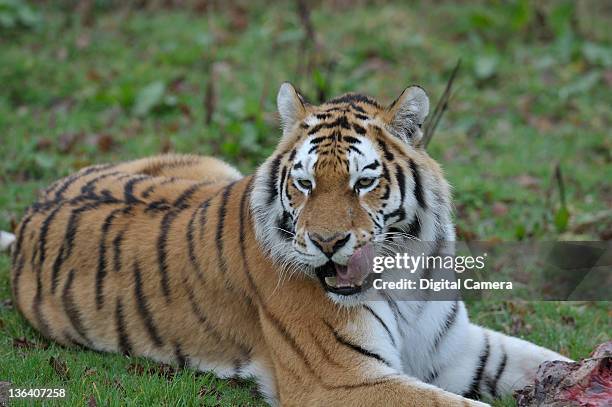 An Amur tiger with a chunk of meat at Longleat safari park, Warminster, April 5, 2011.