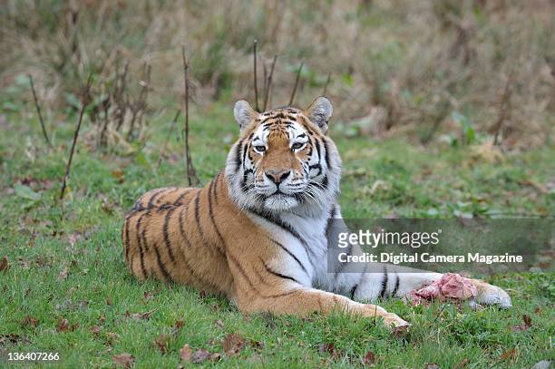 An Amur tiger with a chunk of meat at Longleat safari park, Warminster, April 5, 2011.
