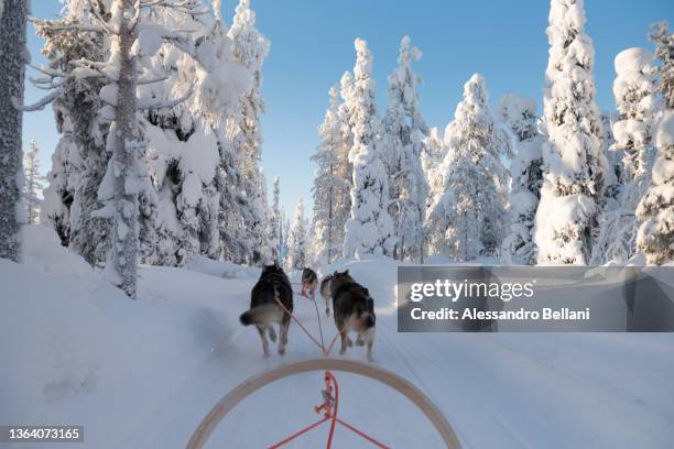 sleddog in a snowy forest, lapland, finland - husky sled stock pictures, royalty-free photos & images