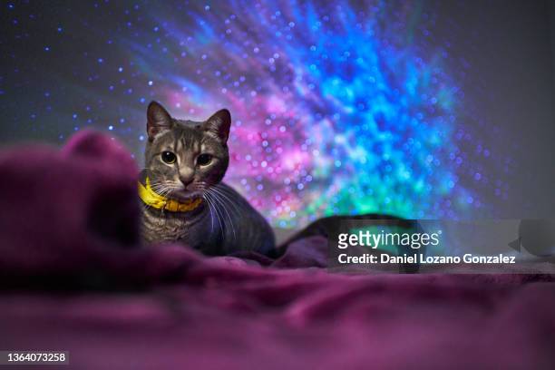 cat on plaid near wall with glowing lights - kawaii universe stock pictures, royalty-free photos & images