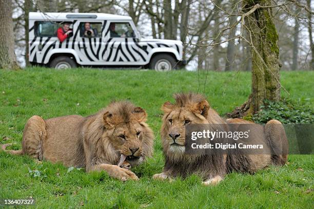 Photographers in a jeep taking pictures of lions at Longleat safari park, Warminster, April 5, 2011.