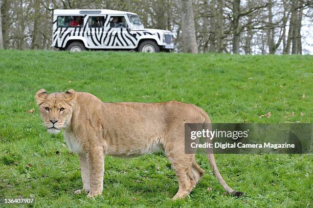 Photographers in a jeep taking pictures of a female lion at Longleat safari park, Warminster, April 5, 2011.