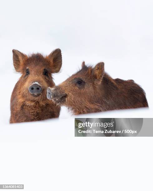 little boars,portrait of deer standing against white background - boar tusk stock pictures, royalty-free photos & images