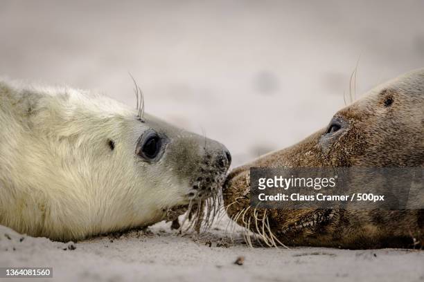 mums nose,close-up of seals on beach - kegelrobbe ストックフォトと画像