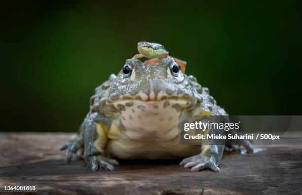 Bullfrog Cheek Bullfrog Photos and Premium High Res Pictures - Getty Images