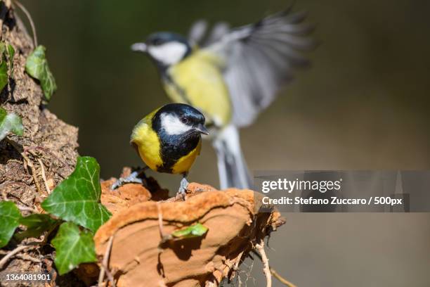 great tit,cinciallegra,msange charbonnire parus major,close-up of songtitmouse perching on branch - cinciallegra stock pictures, royalty-free photos & images