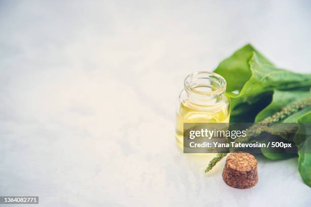plantain extract in a small bottle selective focus - plantago major stock pictures, royalty-free photos & images