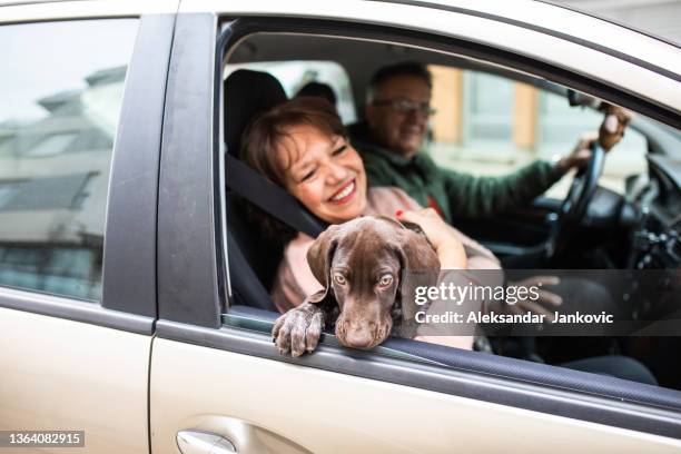 ein neugieriger welpe schaut aus dem autofenster - apportierhund stock-fotos und bilder