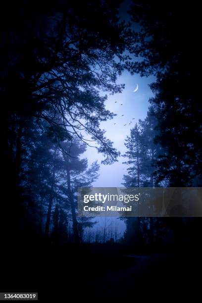 ghostly trees against sky in foggy moonlight. birds and waxing crescent moon. - dieren & planten stockfoto's en -beelden