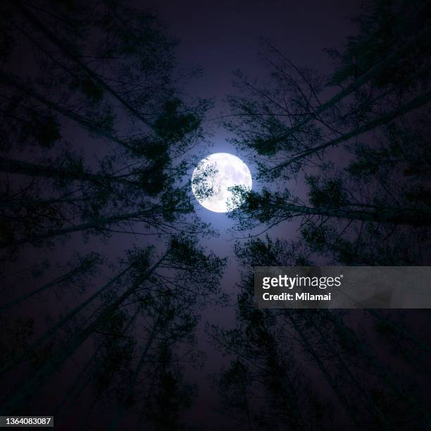 full moon. ghostly trees against sky in moonlight - full moon stock pictures, royalty-free photos & images