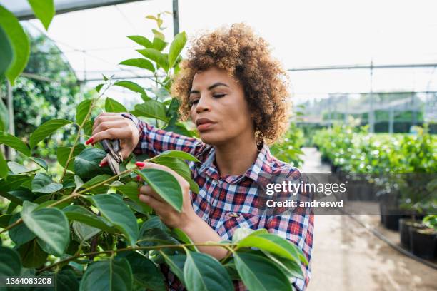 donna nel campo agricolo - tree farm foto e immagini stock