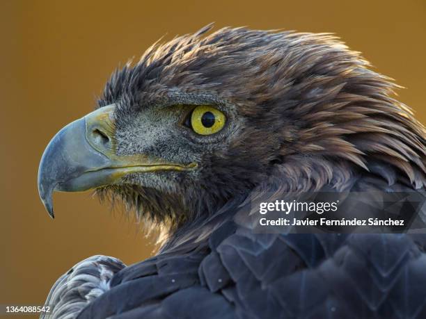 a close-up of the golden eagle's head with its penetrating gaze and yellow eyes. aquila chrysaetos. - golden eagle stock pictures, royalty-free photos & images