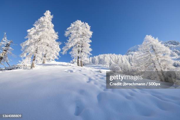 trees on snow covered land against clear blue sky,oberweng,spital am pyhrn,austria - spital am pyhrn stock pictures, royalty-free photos & images