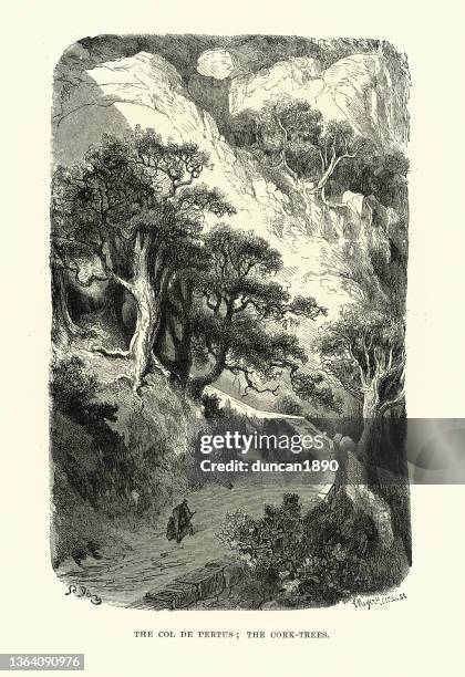 cork trees in the col du perthus, mountain pass of the pyrenees on the france–spain border - cork tree stock illustrations