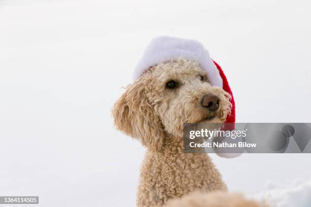 christmas - labradoodle stock pictures, royalty-free photos & images