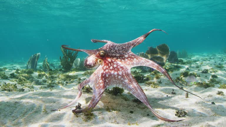 Octopus Video 575 Octopus Tentacles Underwater Stock Videos, Footage, & 4K Video ...