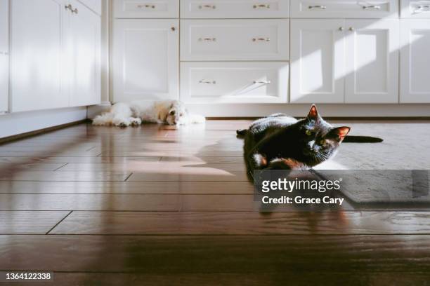 cat and dog relax in sunny spot in kitchen - black and white cat foto e immagini stock