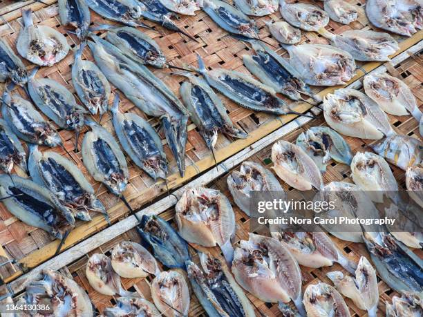 drying salted fish - dried fish stock pictures, royalty-free photos & images