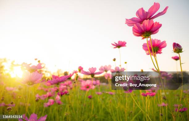 ฺbeautiful cosmos flowers blooming in the nature with sunlight. - cosmos flower fotografías e imágenes de stock