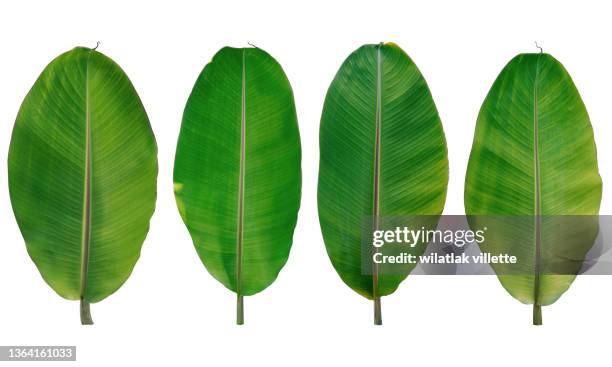 a banana leaf to use as a design element or silhouette, including a clipping path on white background. - banana leaf stock pictures, royalty-free photos & images
