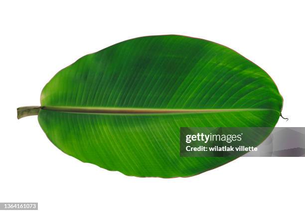 a banana leaf to use as a design element or silhouette, including a clipping path on white background. - banana plant isolated white stock pictures, royalty-free photos & images