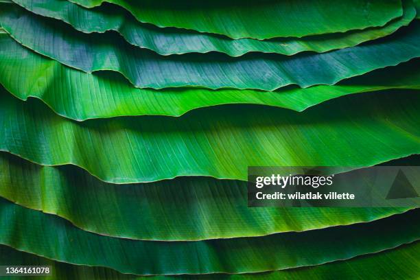 banana leaves are green nature. - feuille verte photos et images de collection